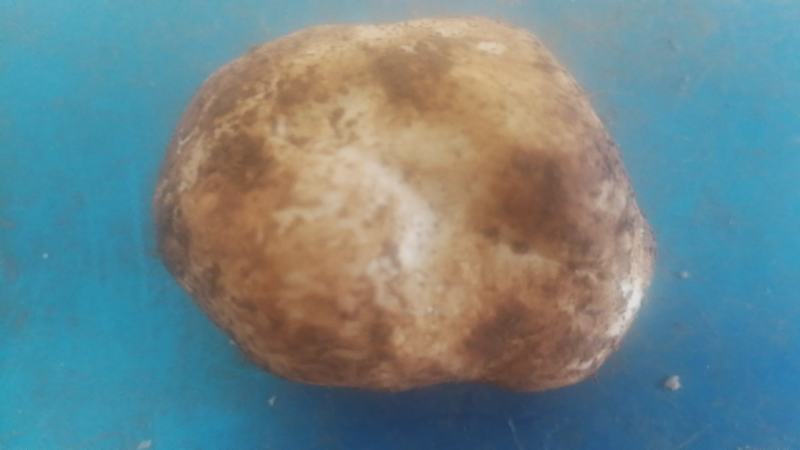 优质野生菌老人头***食用菌可全国发货品质保证