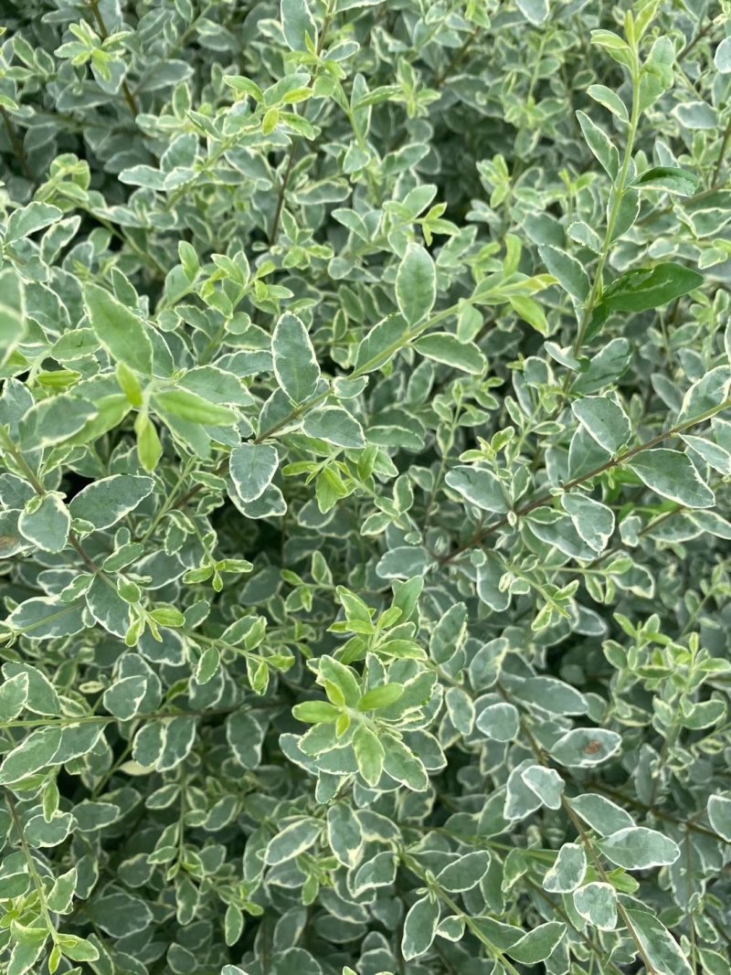 出售15双色杯银姬小蜡毛球，高30，冠30