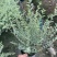 出售15双色杯银姬小蜡毛球，高30，冠30