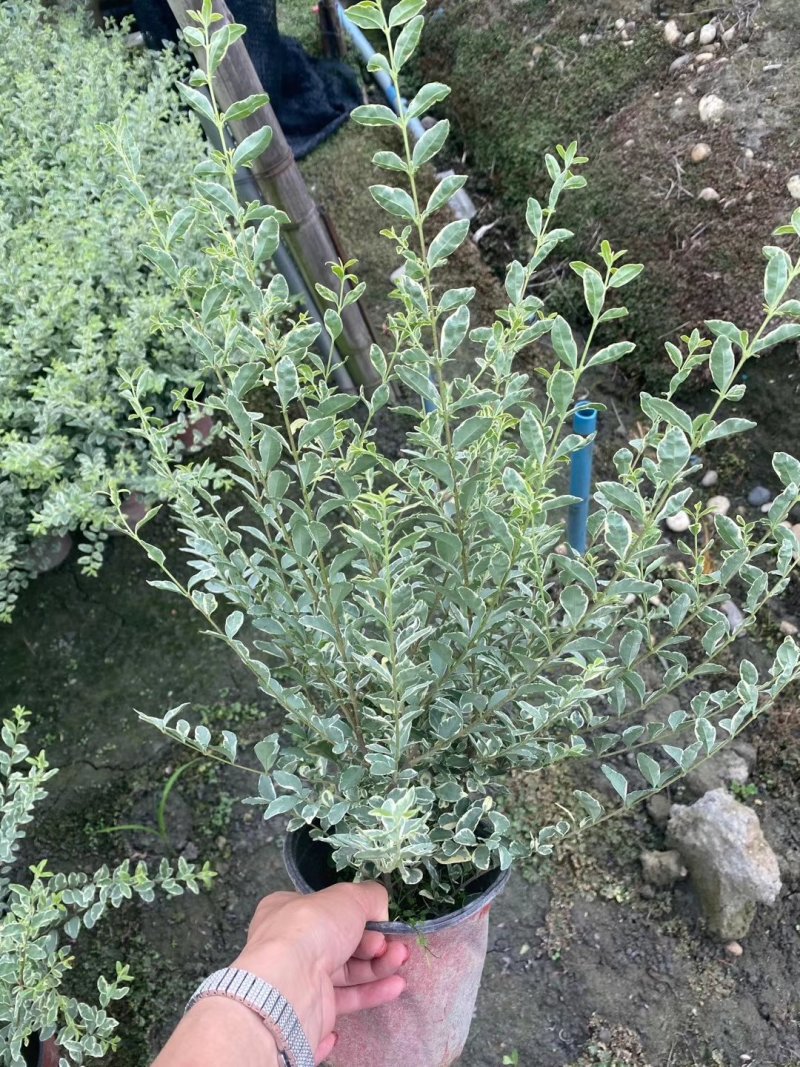 出售15双色杯银姬小蜡毛球，高30，冠30