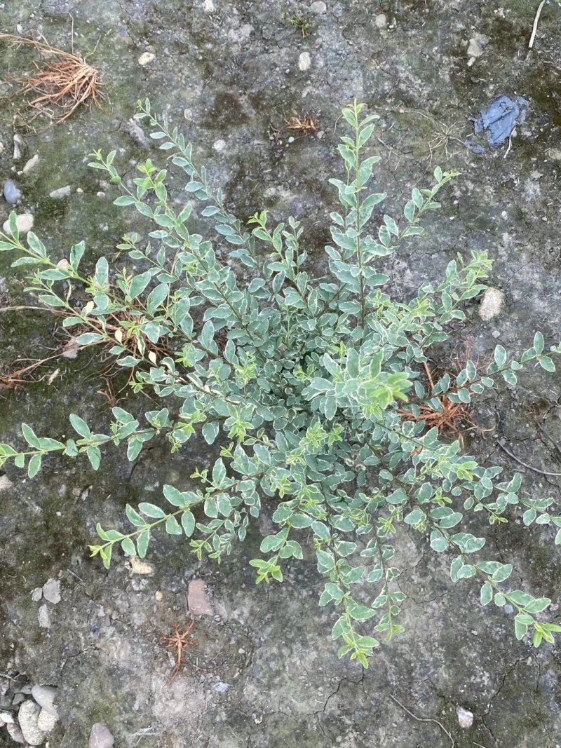 出售15双色杯银姬小蜡毛球，高30，冠30