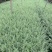 出售15双色杯银姬小蜡毛球，高30，冠30
