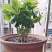 【已修剪,送肥料】茉莉花盆栽双色茉莉花苗重瓣花卉阳台