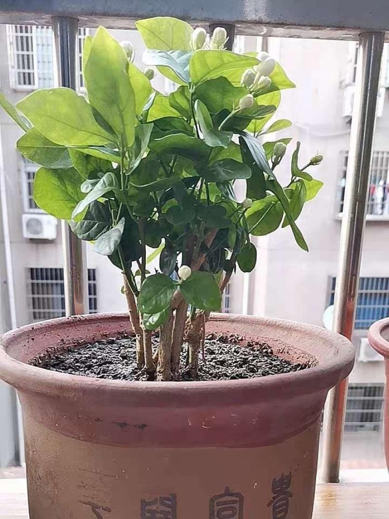 【已修剪,送肥料】茉莉花盆栽双色茉莉花苗重瓣花卉阳台