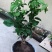 【已修剪,送肥料】茉莉花盆栽双色茉莉花苗重瓣花卉阳台