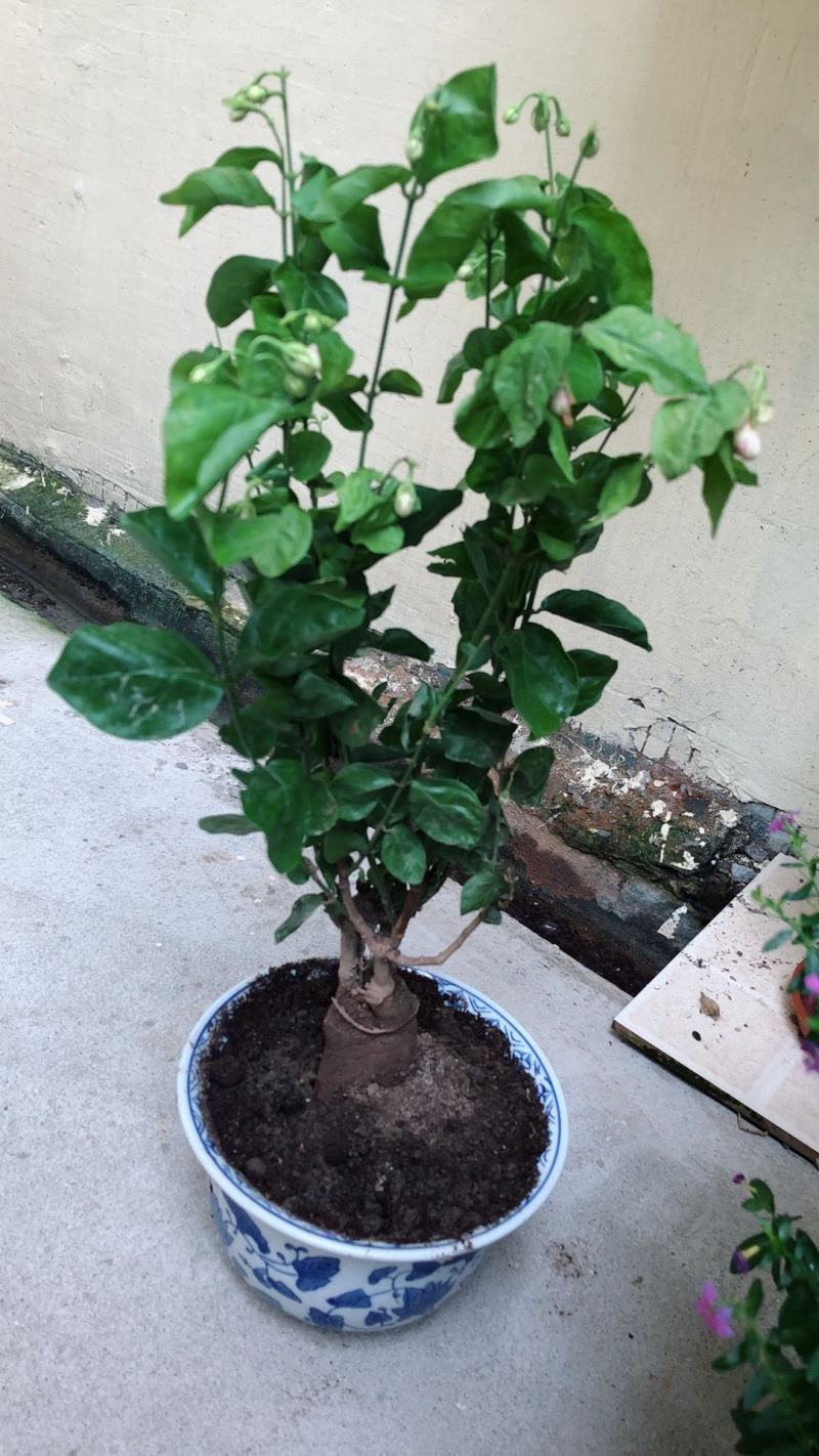 【已修剪,送肥料】茉莉花盆栽双色茉莉花苗重瓣花卉阳台