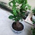 【已修剪,送肥料】茉莉花盆栽双色茉莉花苗重瓣花卉阳台