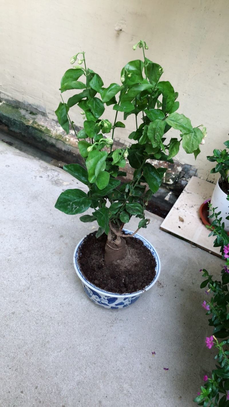 【已修剪,送肥料】茉莉花盆栽双色茉莉花苗重瓣花卉阳台