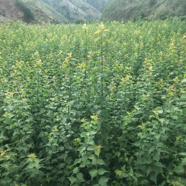 大量出售优质青梅苗，1米2以上一块钱一颗