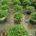木春菊美植袋，高度30-40公分，冠幅30-40公分