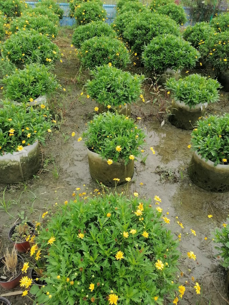 木春菊美植袋，高度30-40公分，冠幅30-40公分