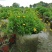 木春菊美植袋，高度30-40公分，冠幅30-40公分