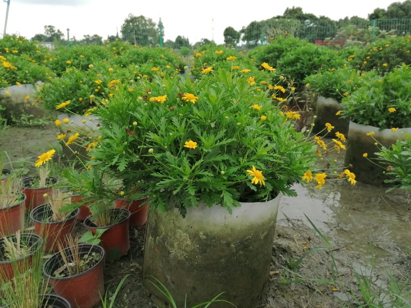 木春菊美植袋，高度30-40公分，冠幅30-40公分