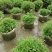 木春菊美植袋，高度30-40公分，冠幅30-40公分
