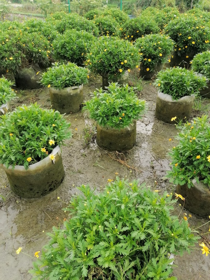 木春菊美植袋，高度30-40公分，冠幅30-40公分