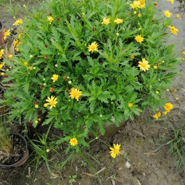 木春菊美植袋，高度30-40公分，冠幅30-40公分
