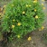 木春菊美植袋，高度30-40公分，冠幅30-40公分