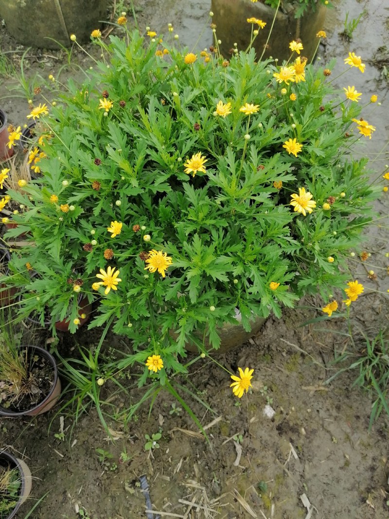 木春菊美植袋，高度30-40公分，冠幅30-40公分