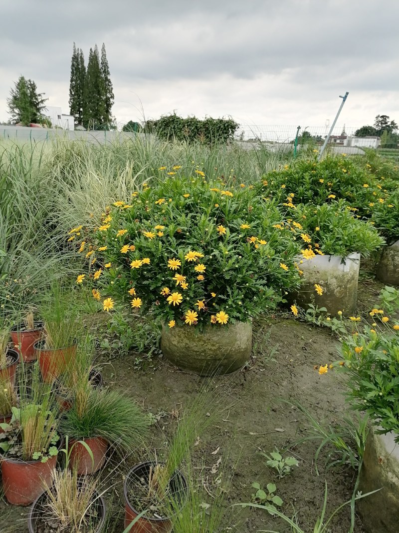 木春菊美植袋，高度30-40公分，冠幅30-40公分