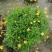 木春菊美植袋，高度30-40公分，冠幅30-40公分