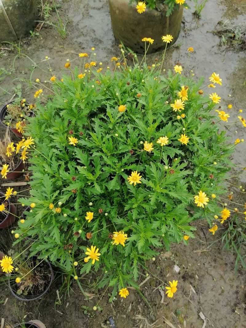 木春菊美植袋，高度30-40公分，冠幅30-40公分