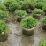 木春菊美植袋，高度30-40公分，冠幅30-40公分