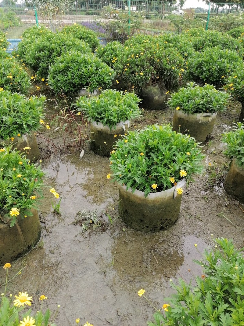 木春菊美植袋，高度30-40公分，冠幅30-40公分