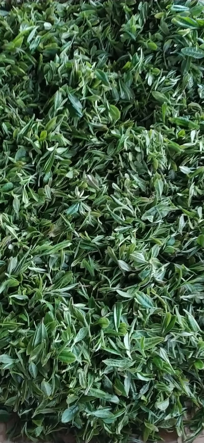 2021年春季新茶舒城小兰花