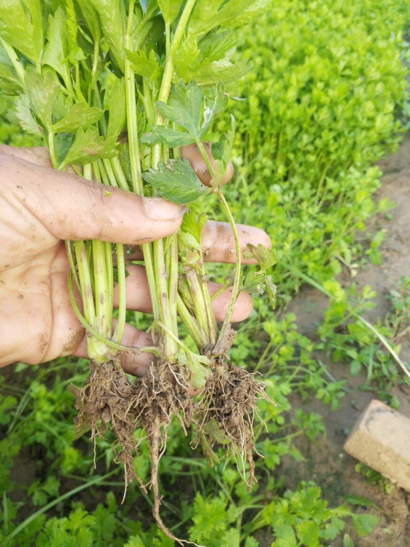 芹菜苗西芹苗进口法国皇后美国西芹贺兰西