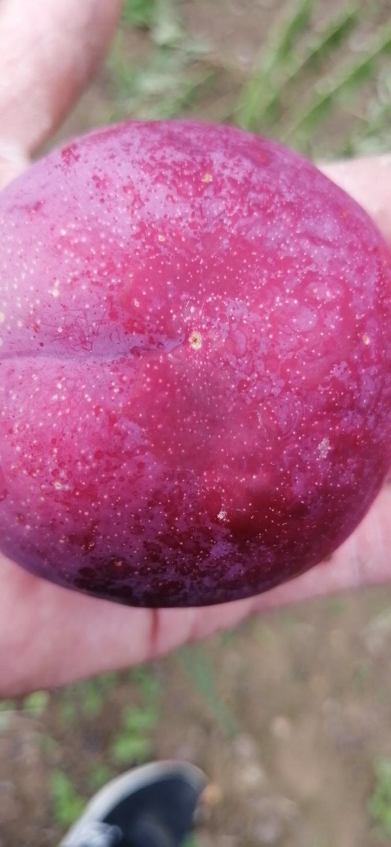 黑巨力，黑总统现在大量上市