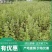[蕲春艾草]蕲艾种苗，世界中医看中国中国艾草看蕲春。