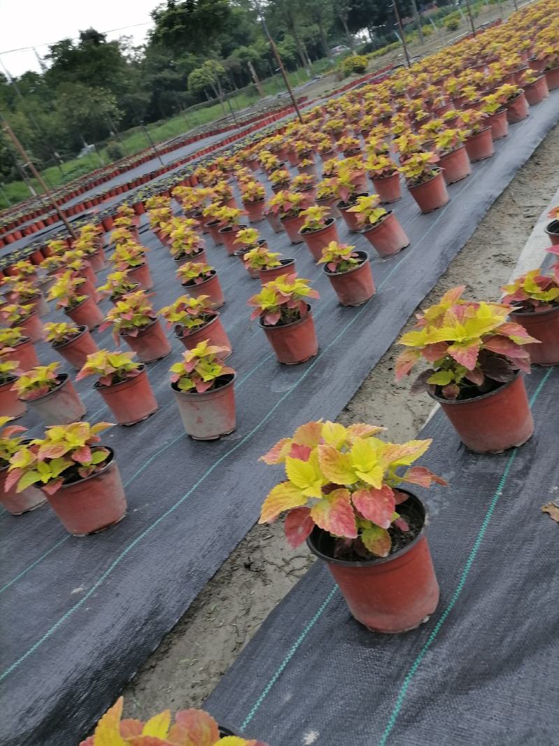 自家苗圃供应五彩苏彩叶草基地直销国庆常用草花