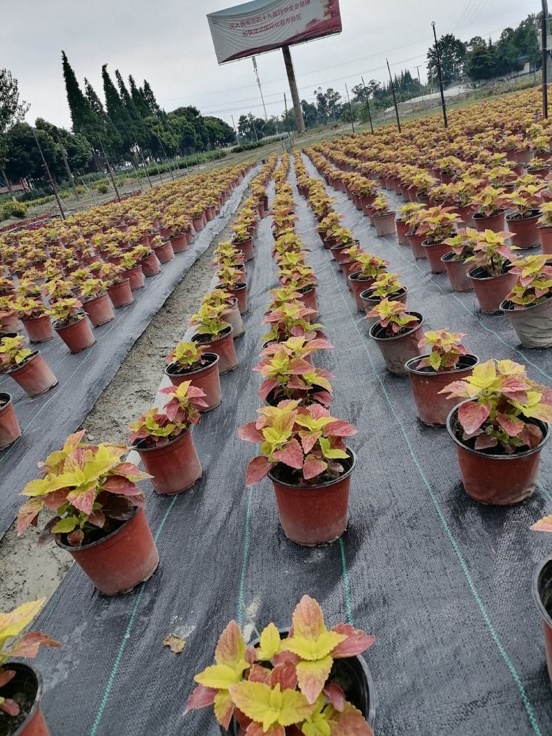 自家苗圃供应五彩苏彩叶草基地直销国庆常用草花