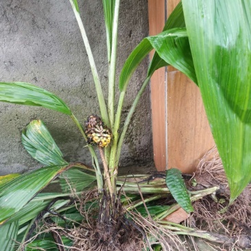 大叶仙茅大山里的货纯野生，地道药材。