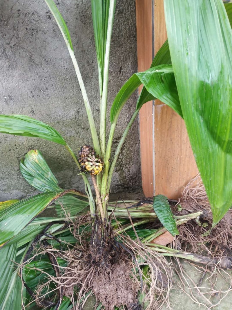 大叶仙茅大山里的货纯野生，地道药材。