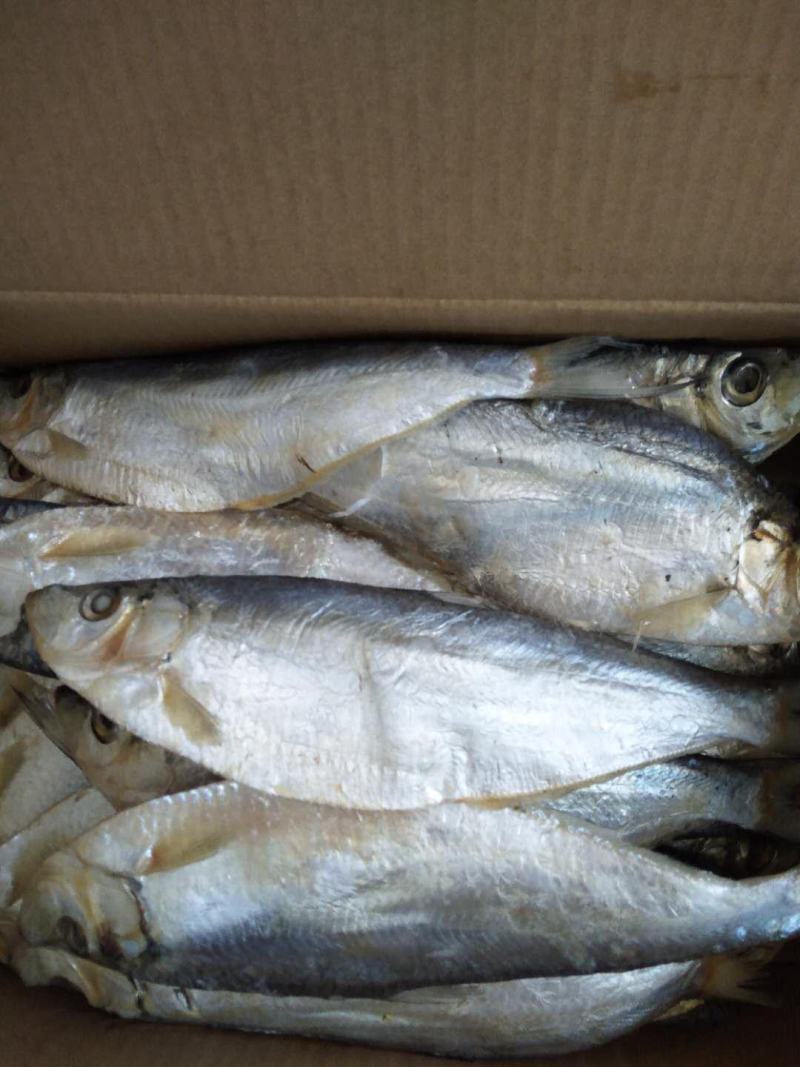 白磷鱼一款微咸鱼，肉质特别新鲜自带油性价格优惠，支持一件