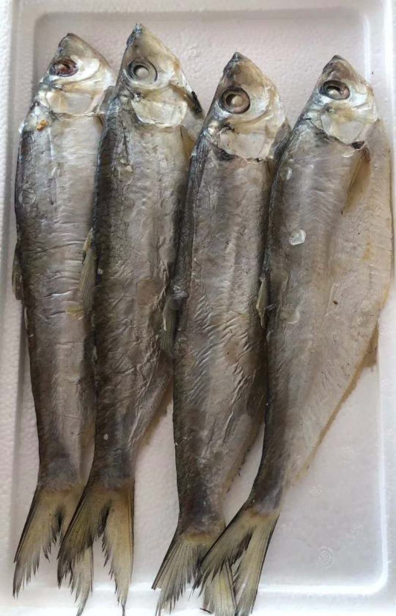 白磷鱼一款微咸鱼，肉质特别新鲜自带油性价格优惠，支持一件