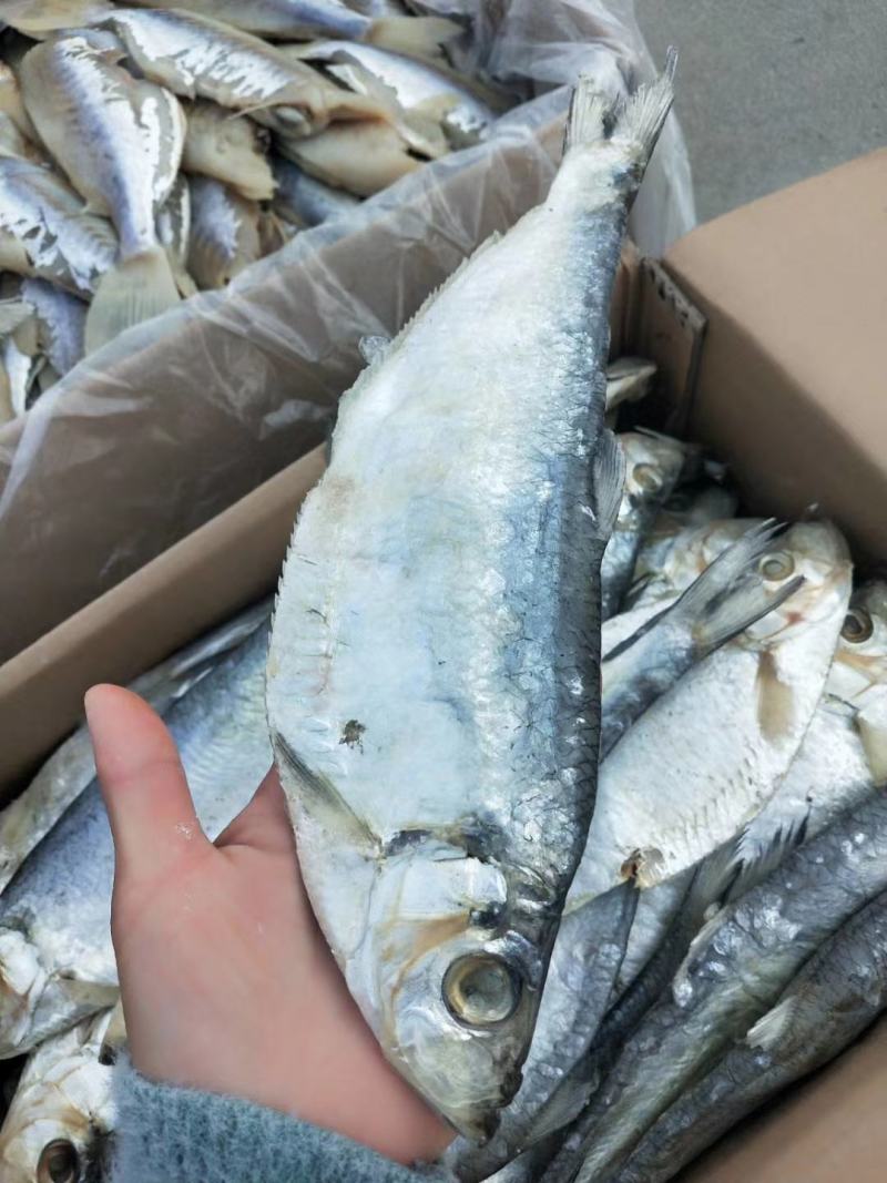 白磷鱼一款微咸鱼，肉质特别新鲜自带油性价格优惠，支持一件