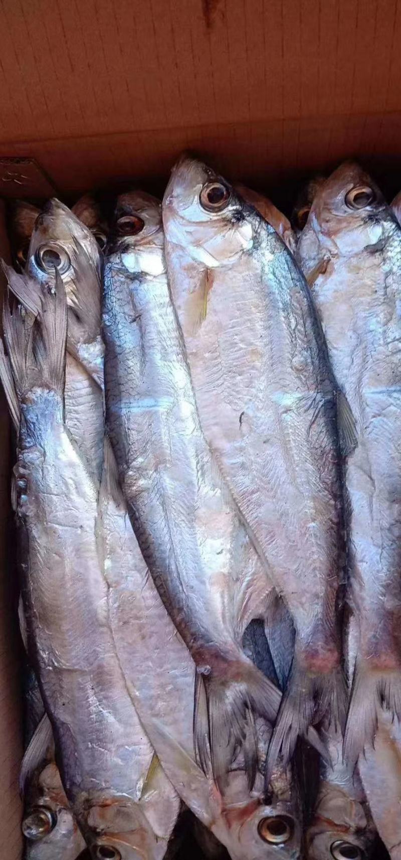 白磷鱼一款微咸鱼，肉质特别新鲜自带油性价格优惠，支持一件