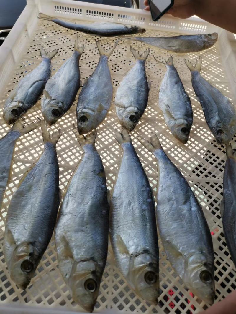 白磷鱼一款微咸鱼，肉质特别新鲜自带油性价格优惠，支持一件