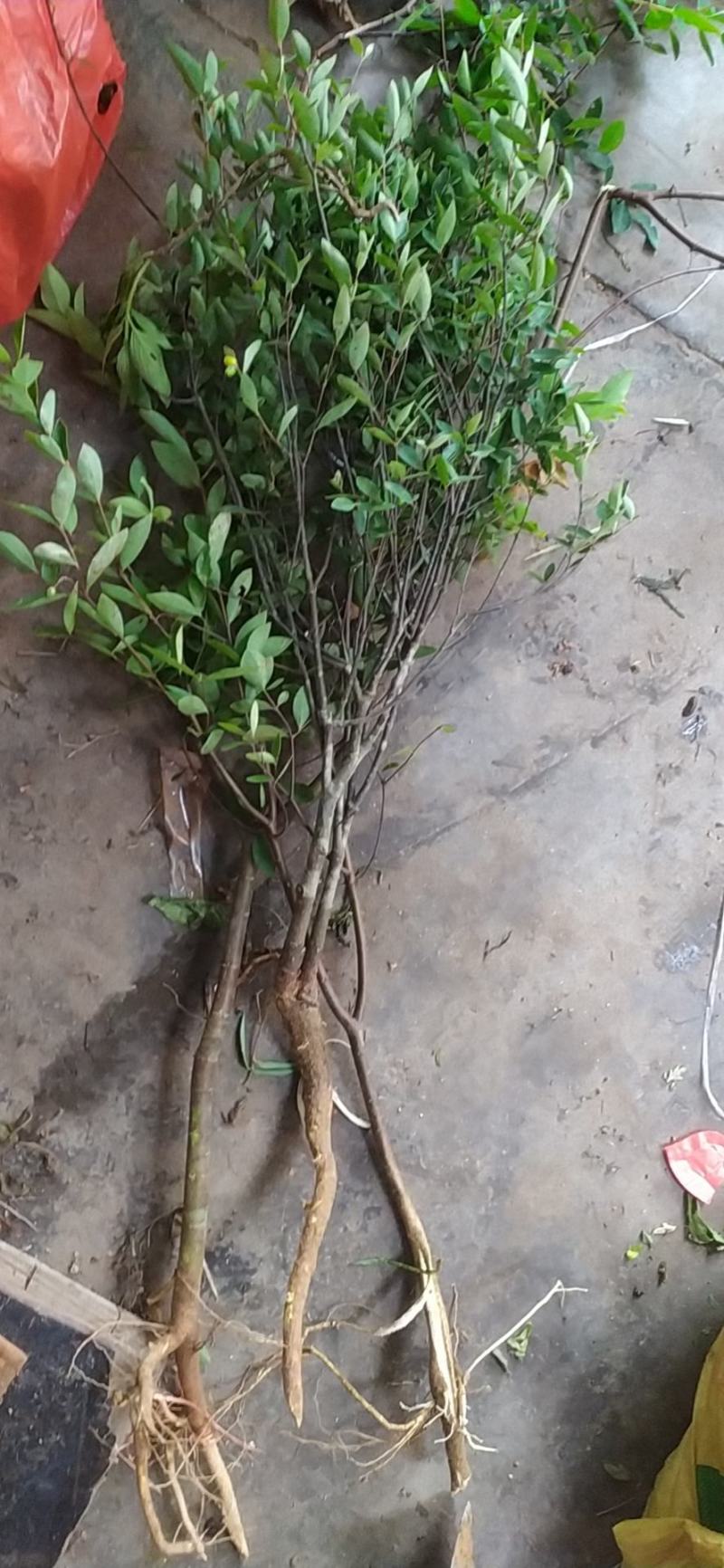 了哥王，需要的联系咯