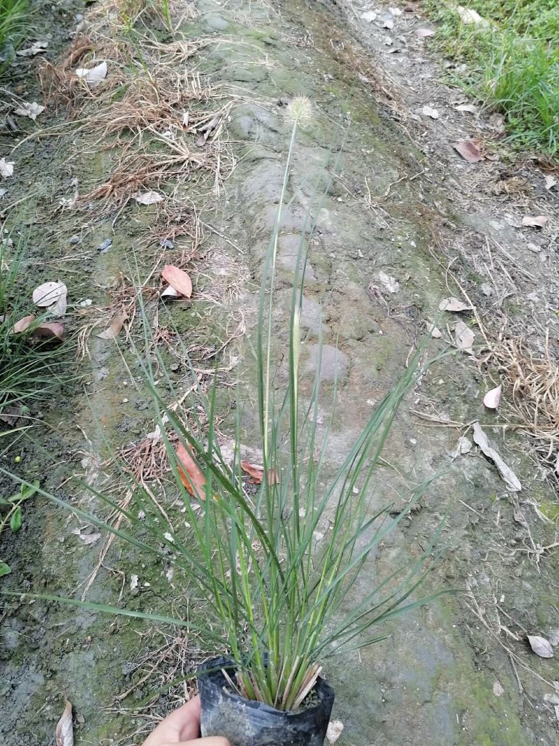 小兔子狼尾草13杯小兔子狼尾草基地直销