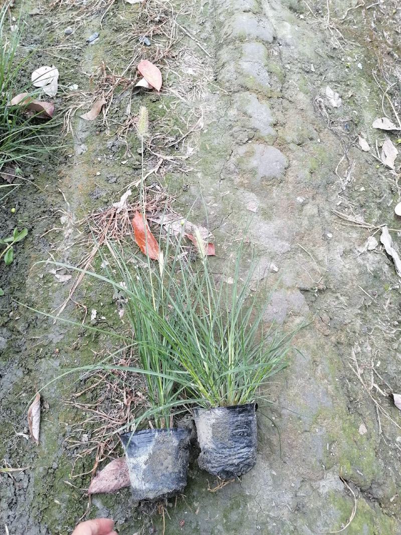 小兔子狼尾草13杯小兔子狼尾草基地直销