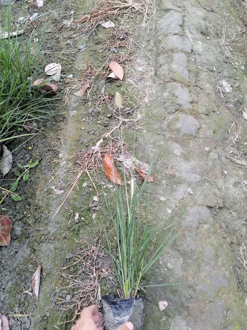 小兔子狼尾草13杯小兔子狼尾草基地直销