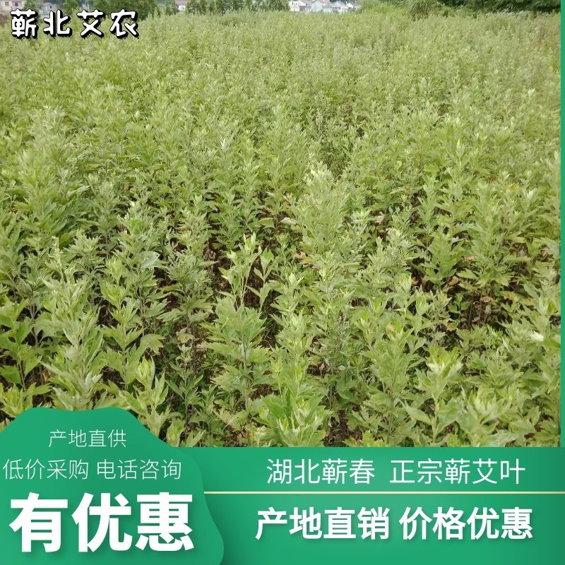 [蕲春艾草]蕲北艾农直销，告别中间商差价。