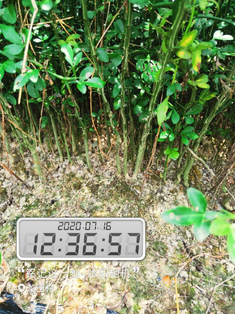 枳壳苗南方种子留床枳壳苗移植成活即可嫁接
