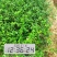 枳壳苗南方种子留床枳壳苗移植成活即可嫁接