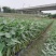 再力花基地直销杯苗再力花成活率高的再力花