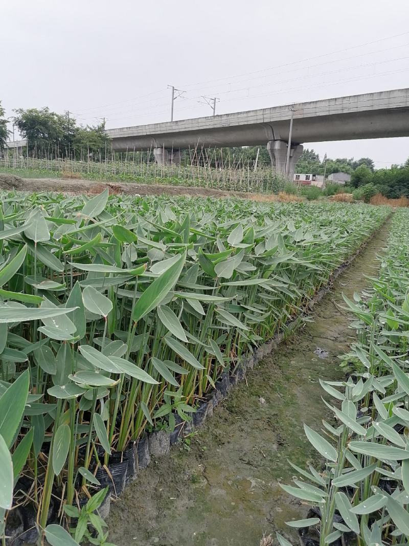 再力花基地直销杯苗再力花成活率高的再力花