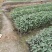 再力花基地直销杯苗再力花成活率高的再力花